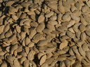 unsplash_-5xwN7UJEdo_Pumpkin seeds.webp