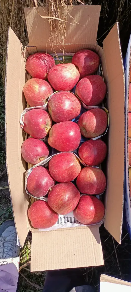 Kashmiri fresh apple 🍎